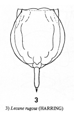 Lecane furcata