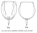 Lecane furcata