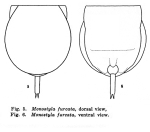 Lecane furcata