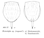 Lecane furcata