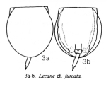 Lecane furcata