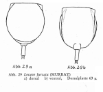 Lecane furcata