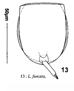 Lecane furcata