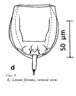 Lecane furcata