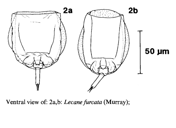 Lecane furcata Lecane furcata