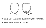 Lecane furcata