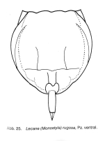 Lecane furcata