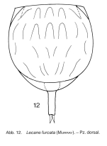 Lecane furcata
