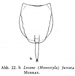 Lecane furcata
