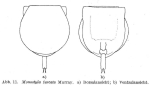 Lecane furcata