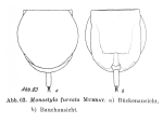 Lecane furcata