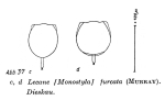 Lecane furcata
