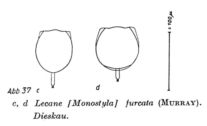 Lecane furcata Lecane furcata