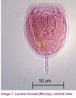 Lecane furcata