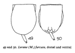 Lecane furcata
