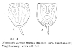 Lecane furcata