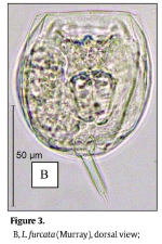 Lecane furcata