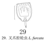Lecane furcata