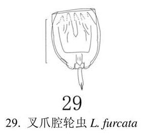 Lecane furcata Lecane furcata