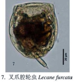Lecane furcata