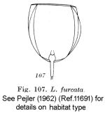 Lecane furcata