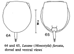 Lecane furcata