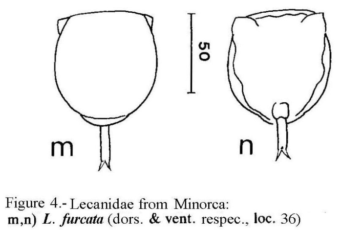 Lecane furcata Lecane furcata