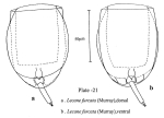 Lecane furcata