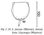 Lecane furcata