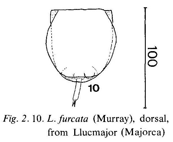 Lecane furcata Lecane furcata