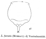 Lecane furcata