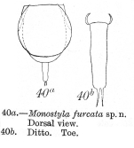 Lecane furcata - Original description image