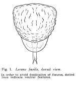 Lecane fusilis - Original description image