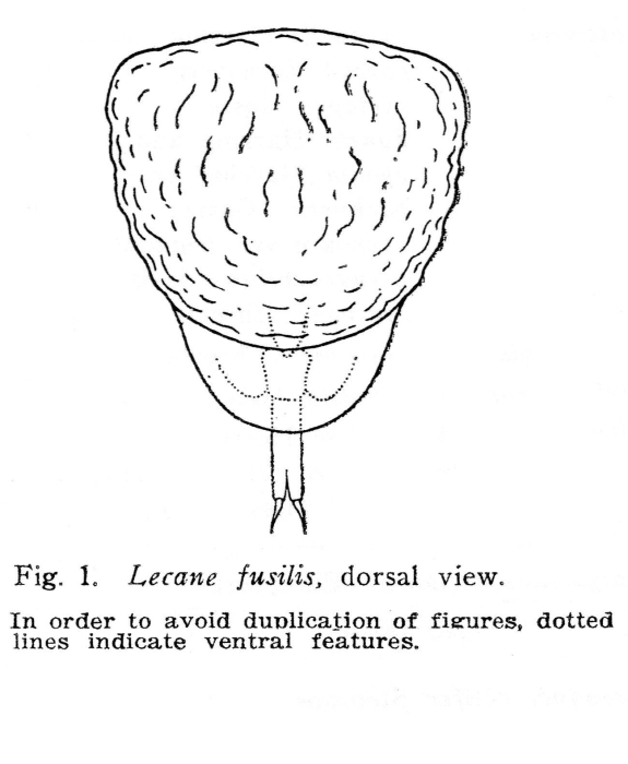 Lecane fusilis - Original description image
