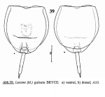 Lecane galeata