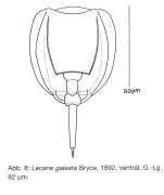 Lecane galeata
