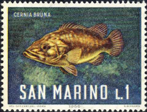 Epinephelus marginatus Epinephelus marginatus