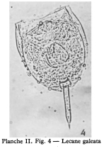 Lecane galeata