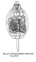 Lecane galeata