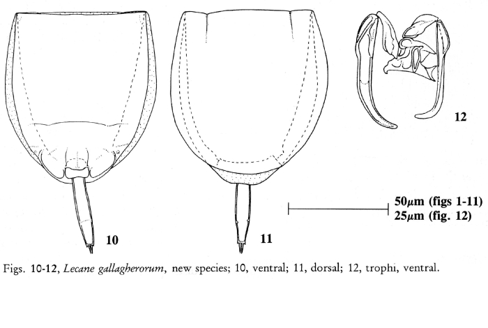 Lecane gallagherorum - Original description image