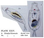 Lecane gissensis