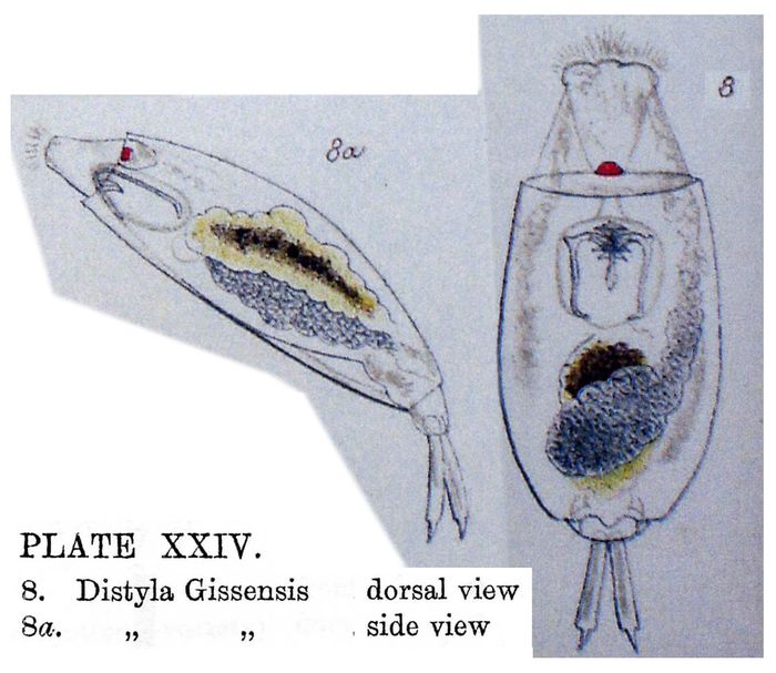 Lecane gissensis Lecane gissensis