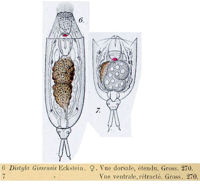 Lecane gissensis Lecane gissensis