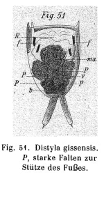 Lecane gissensis - Original description image