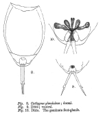 Lecane glandulosa