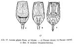 Lecane glypta