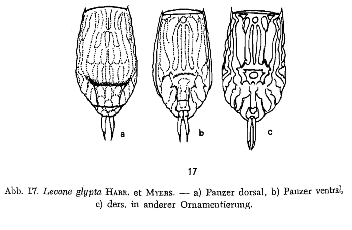 Lecane glypta Lecane glypta