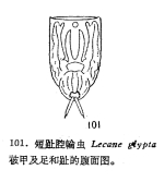 Lecane glypta