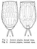 Lecane glypta - Original description image