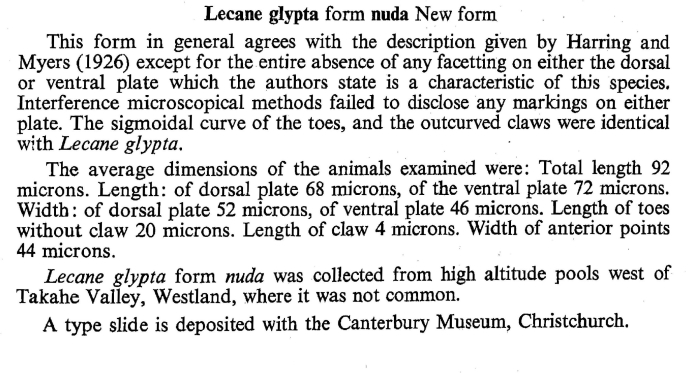 Lecane glypta f. nuda - Original description image